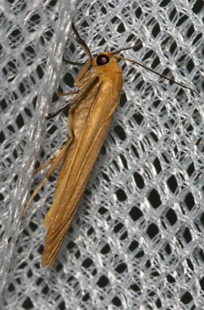 Manteau jaune (Le) Eilema sororcula (Hufnagel, 1766)