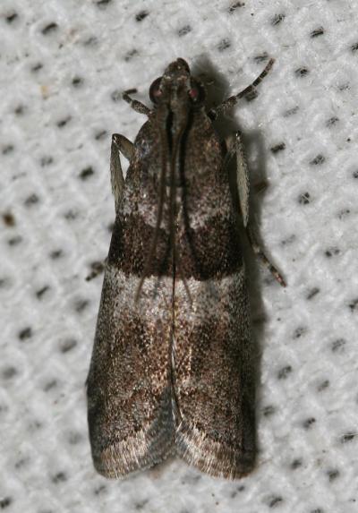  Elegia fallax (Staudinger, 1881)