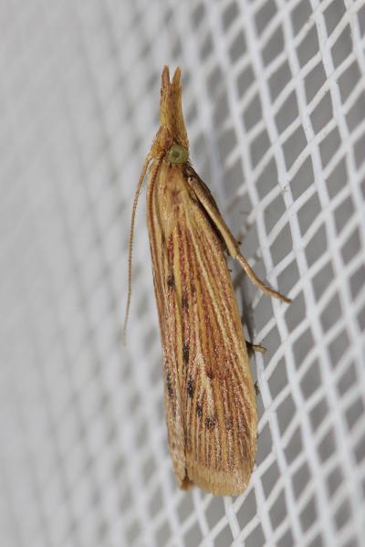  Ematheudes punctella (Treitschke, 1833)