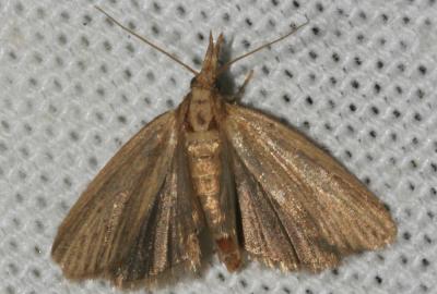  Ematheudes punctella (Treitschke, 1833)