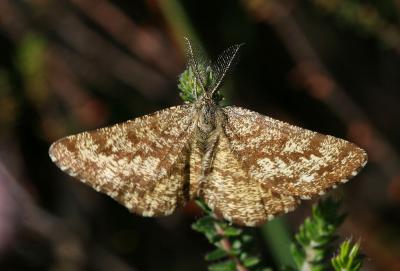 Phalène picotée (La) Ematurga atomaria (Linnaeus, 1758)