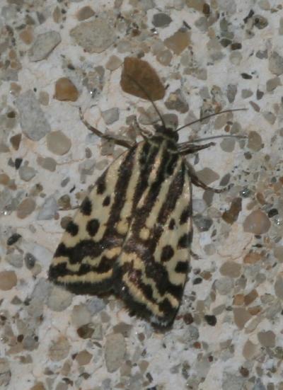 Arlequinette jaune (L') Acontia trabealis (Scopoli, 1763)