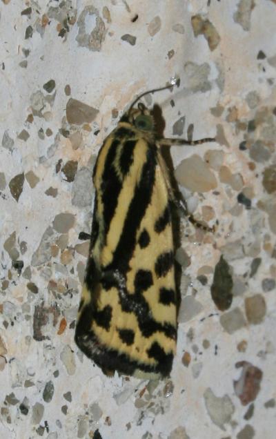 Arlequinette jaune (L') Acontia trabealis (Scopoli, 1763)