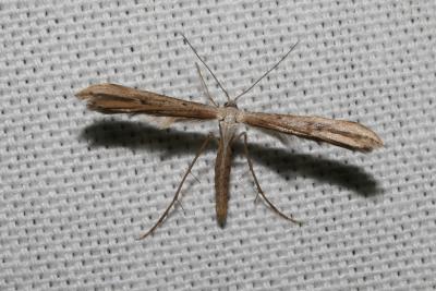  Emmelina monodactyla (Linnaeus, 1758)