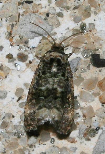 Endothenia oblongana (Haworth, 1811)