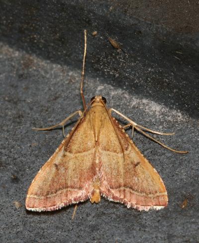  Endotricha flammealis (Denis & Schiffermüller, 1775)