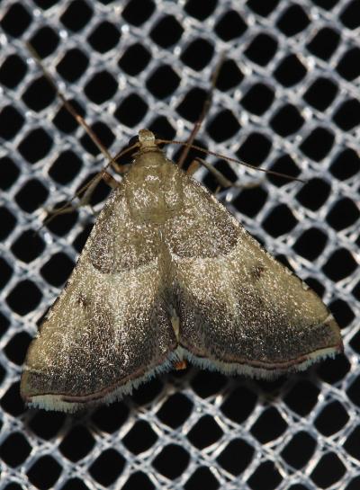  Endotricha flammealis (Denis & Schiffermüller, 1775)