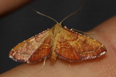  Endotricha flammealis (Denis & Schiffermüller, 1775)