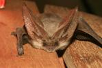 Oreillard gris, Oreillard méridional Plecotus austriacus (J.B. Fischer, 1829)