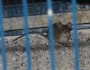 Souris grise Mus musculus Linnaeus, 1758
