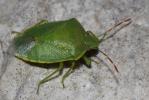  Acrosternum heegeri Fieber, 1861