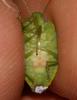  Acrosternum heegeri Fieber, 1861