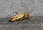  Adelphocoris Reuter, 1896
