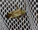  Adelphocoris lineolatus (Goeze, 1778)