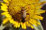 Adelphocoris vandalicus (Rossi, 1790)