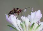  Adelphocoris vandalicus (Rossi, 1790)