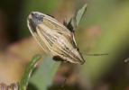Punaise à tête allongée Aelia acuminata (Linnaeus, 1758)