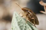  Aelia rostrata Boheman, 1852