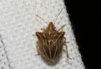  Ancyrosoma leucogrammes (Gmelin, 1790)