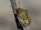  Antheminia absinthii (Wagner, 1952)