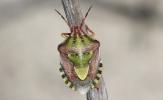  Antheminia absinthii (Wagner, 1952)