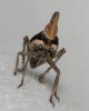 Fulgore de Dufour Bursinia genei (Dufour, 1849)