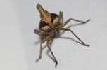 Fulgore de Dufour Bursinia genei (Dufour, 1849)