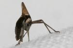 Fulgore de Dufour Bursinia genei (Dufour, 1849)