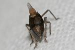 Fulgore de Dufour Bursinia genei (Dufour, 1849)