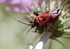 Miride variable, Punaise décorée Calocoris nemoralis (Fabricius, 1787)