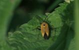 Miride variable, Punaise décorée Calocoris nemoralis (Fabricius, 1787)