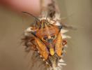  Carpocoris mediterraneus Tamanini, 1959