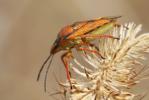  Carpocoris mediterraneus Tamanini, 1959