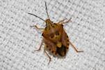  Carpocoris pudicus (Poda, 1761)