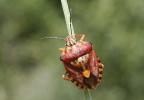  Carpocoris pudicus (Poda, 1761)