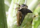 Demi-diable Centrotus cornutus (Linnaeus, 1758)