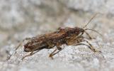 Nabide-fourmi Himacerus mirmicoides (O. Costa, 1834)
