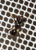 Nabide-fourmi Himacerus mirmicoides (O. Costa, 1834)