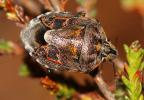  Holcogaster fibulata (Germar, 1831)