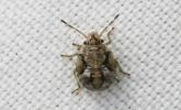  Holcogaster fibulata (Germar, 1831)