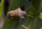  Peribalus strictus strictus (Fabricius, 1803)