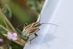  Horistus orientalis (Gmelin, 1790)
