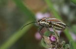  Horistus orientalis (Gmelin, 1790)