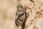  Latilica maculipes (Melichar, 1906)