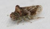 Grand Diable Ledra aurita (Linnaeus, 1758)