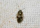  Lygus pratensis (Linnaeus, 1758)
