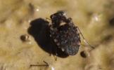 Ochterus marginé Ochterus marginatus (Latreille, 1804)