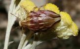  Odontotarsus purpureolineatus (Rossi, 1790)