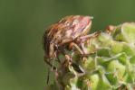  Odontotarsus purpureolineatus (Rossi, 1790)