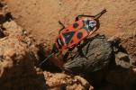 Gendarme, Pyrrhocore, Soldat, Suisse Pyrrhocoris apterus (Linnaeus, 1758)